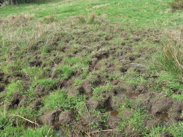 Pugging from cattle. Cambridge Tree Trust